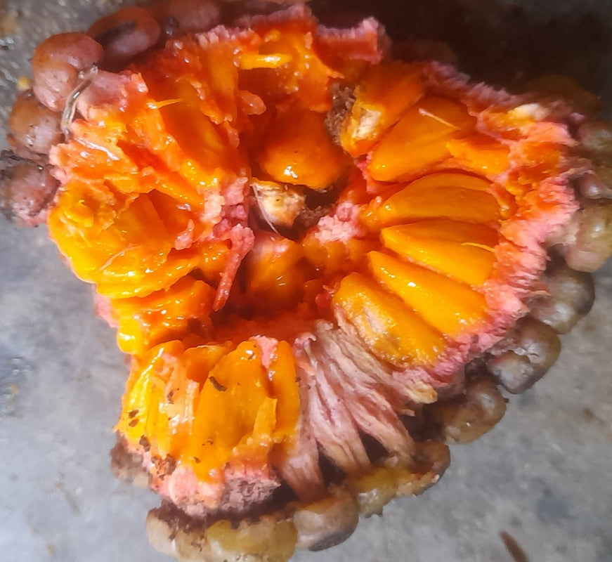 Duguetia lepidota