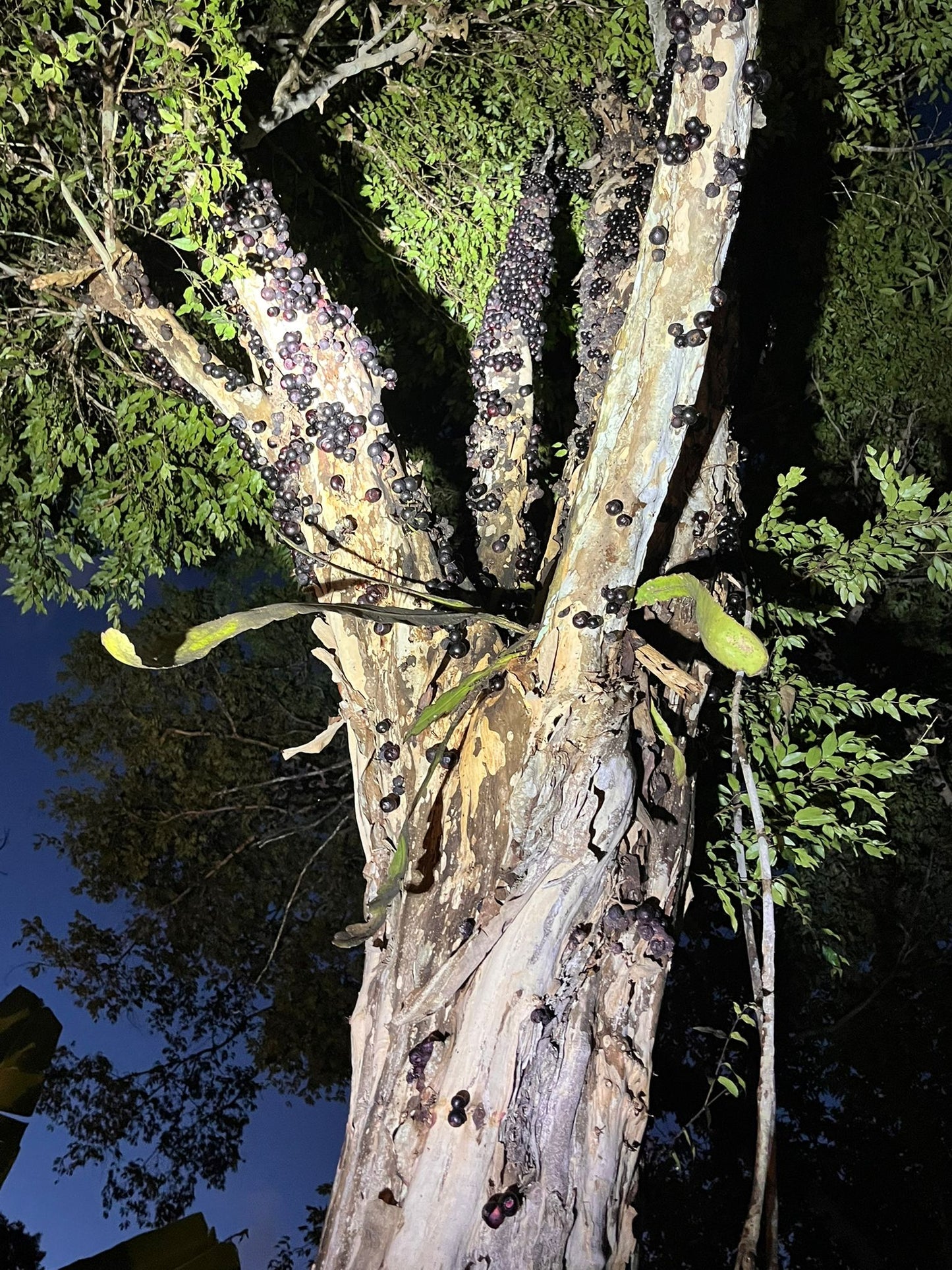 Plinia sp. "Jabuticaba Negra Peito de Moça"