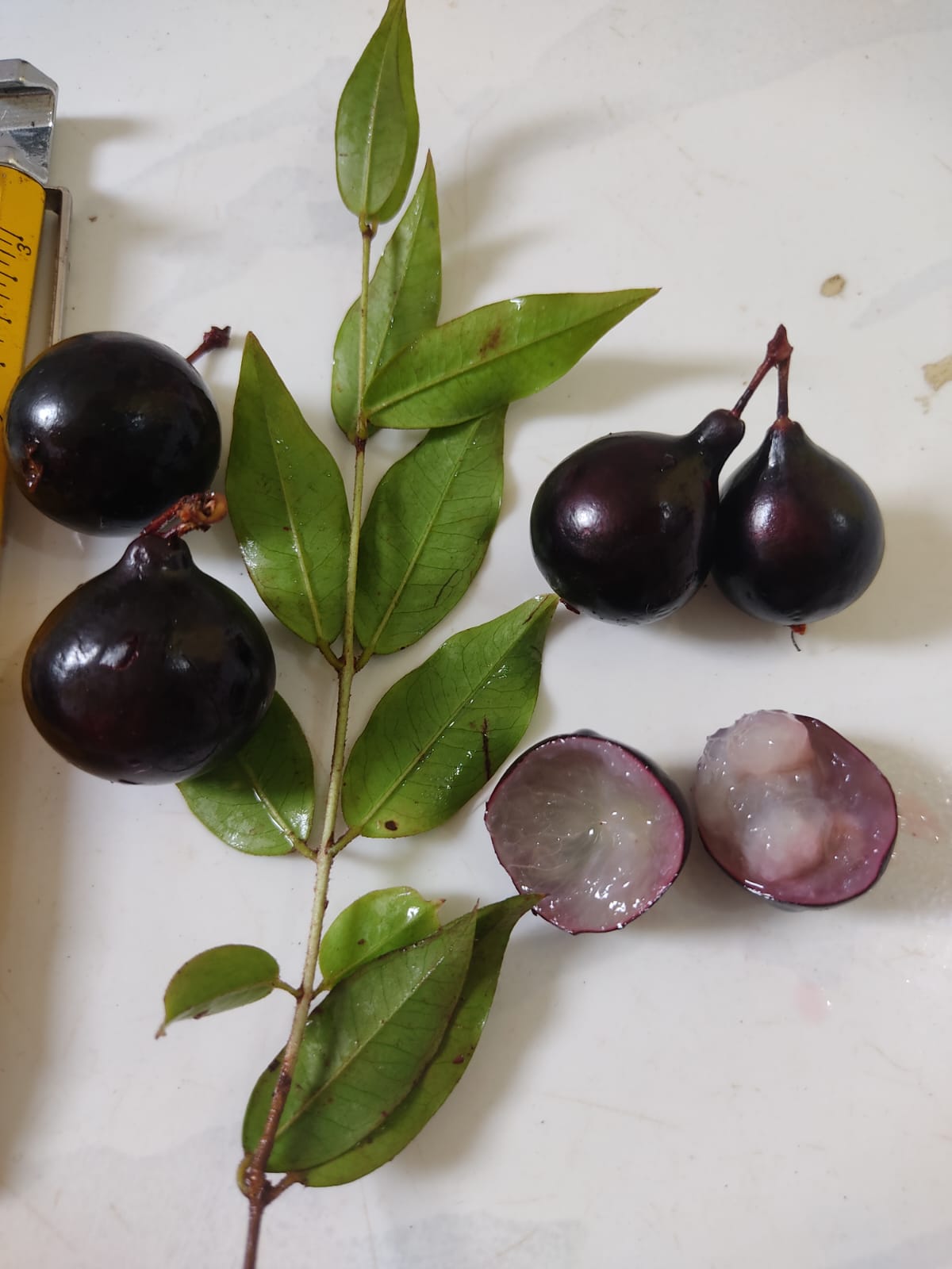 Plinia sp. "Jabuticaba Negra Peito de Moça"
