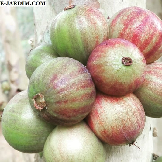 Plinia aureana "Branca Rajada" Watermelon Jaboticaba