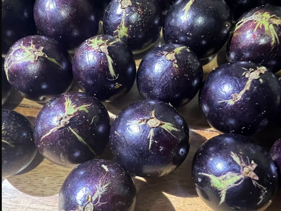 Plinia sp. "Jabuticaba tigrada"
