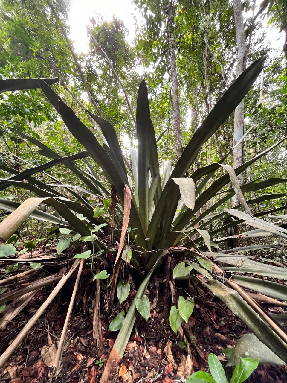 Karawata multiflora