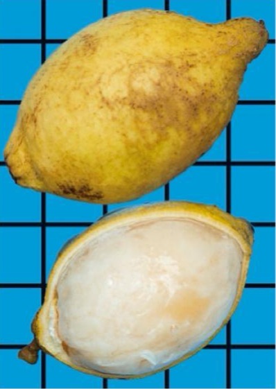 Melicoccus oliviformis "Pitomba amarela"