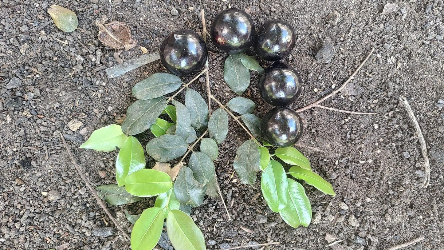 Plinia sp. 'Nova Poema'