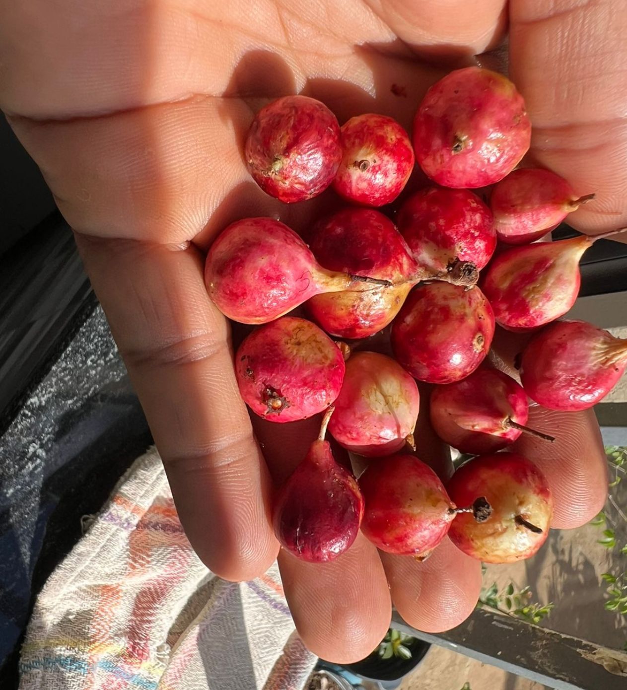 Plinia sp. "Jabuticaba Nova Rosoda"