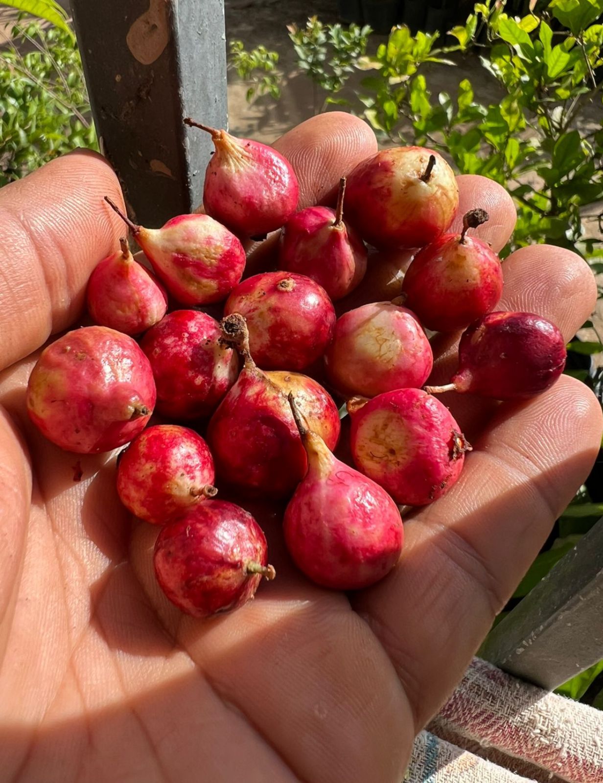Plinia sp. "Jabuticaba Nova Rosoda"