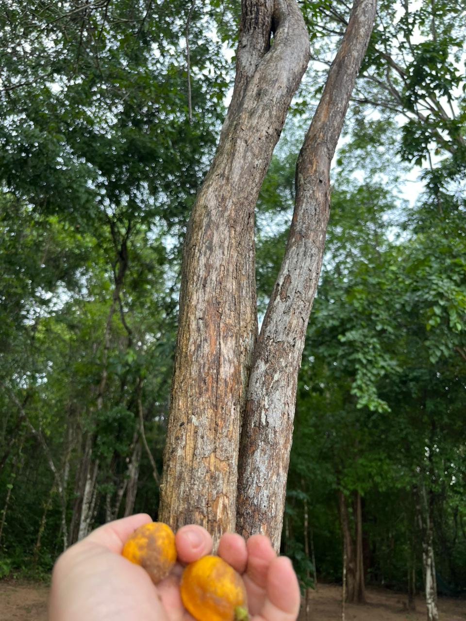 Eugenia sp. 'Orange Pitted Skin'