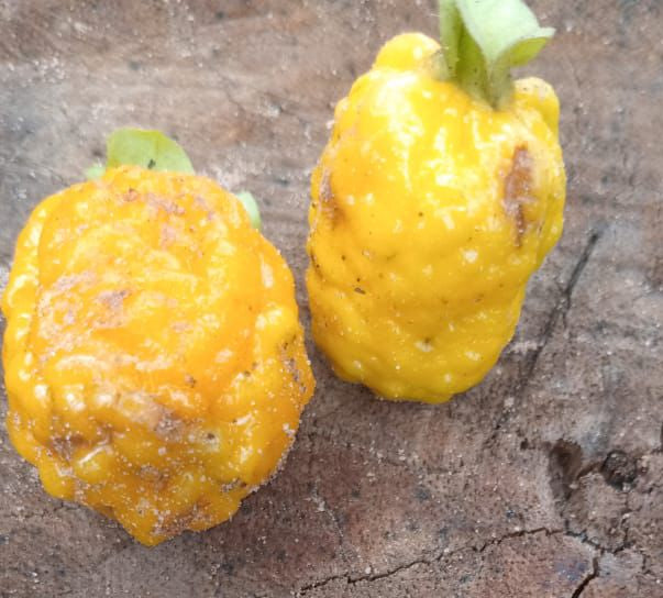 Eugenia sp. 'Orange Pitted Skin'