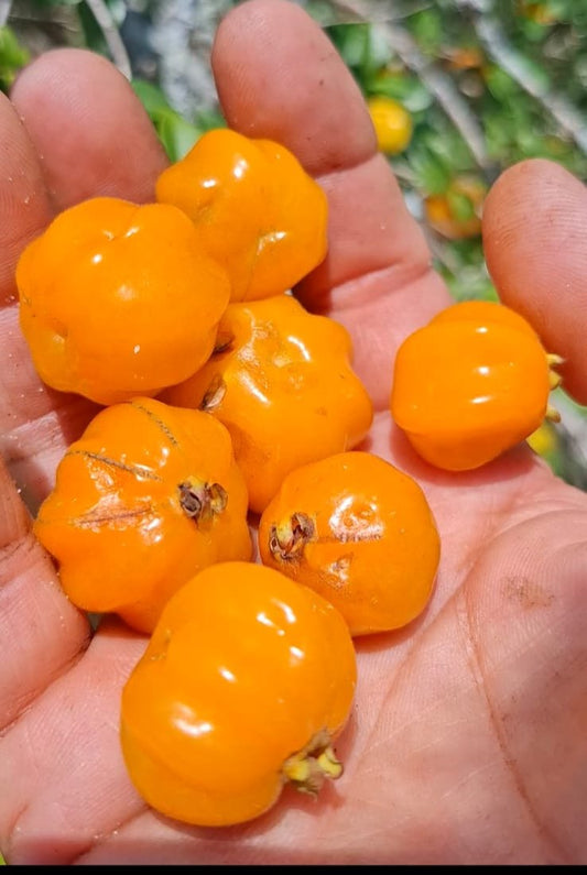 Eugenia sp. "Palombeta"