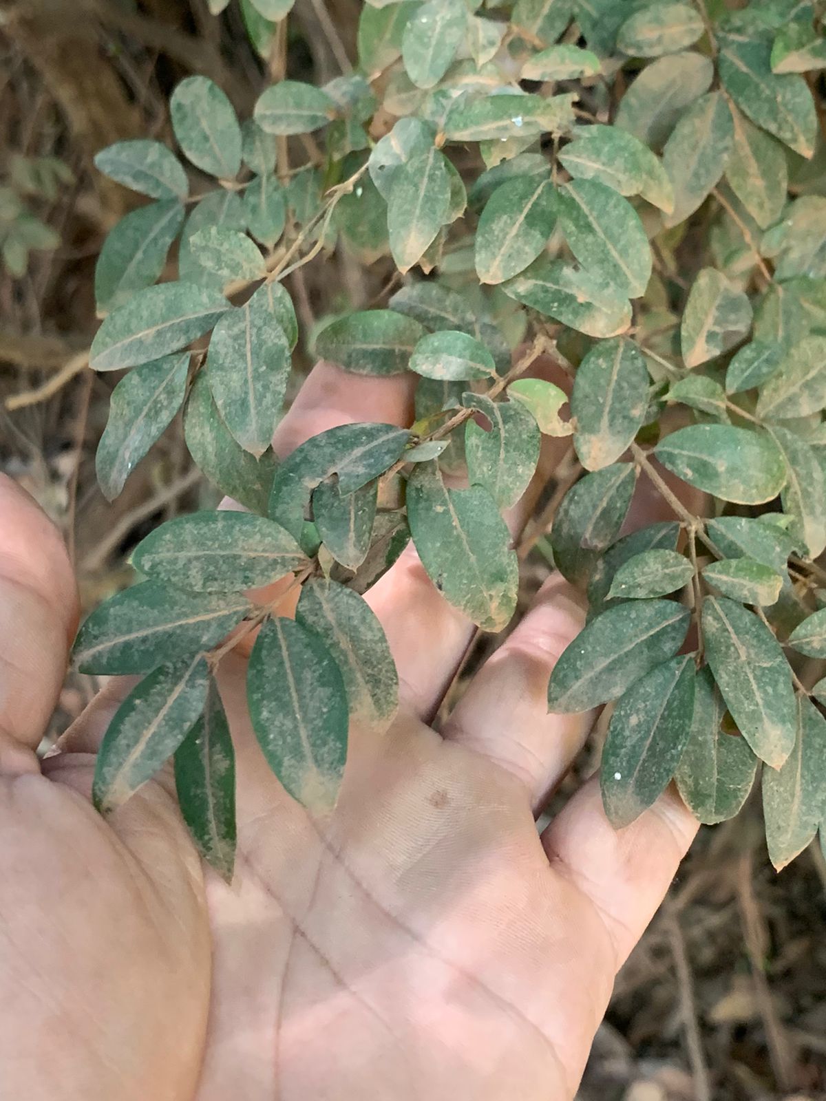 Plinia sp. "Paraiso" Jaboticaba
