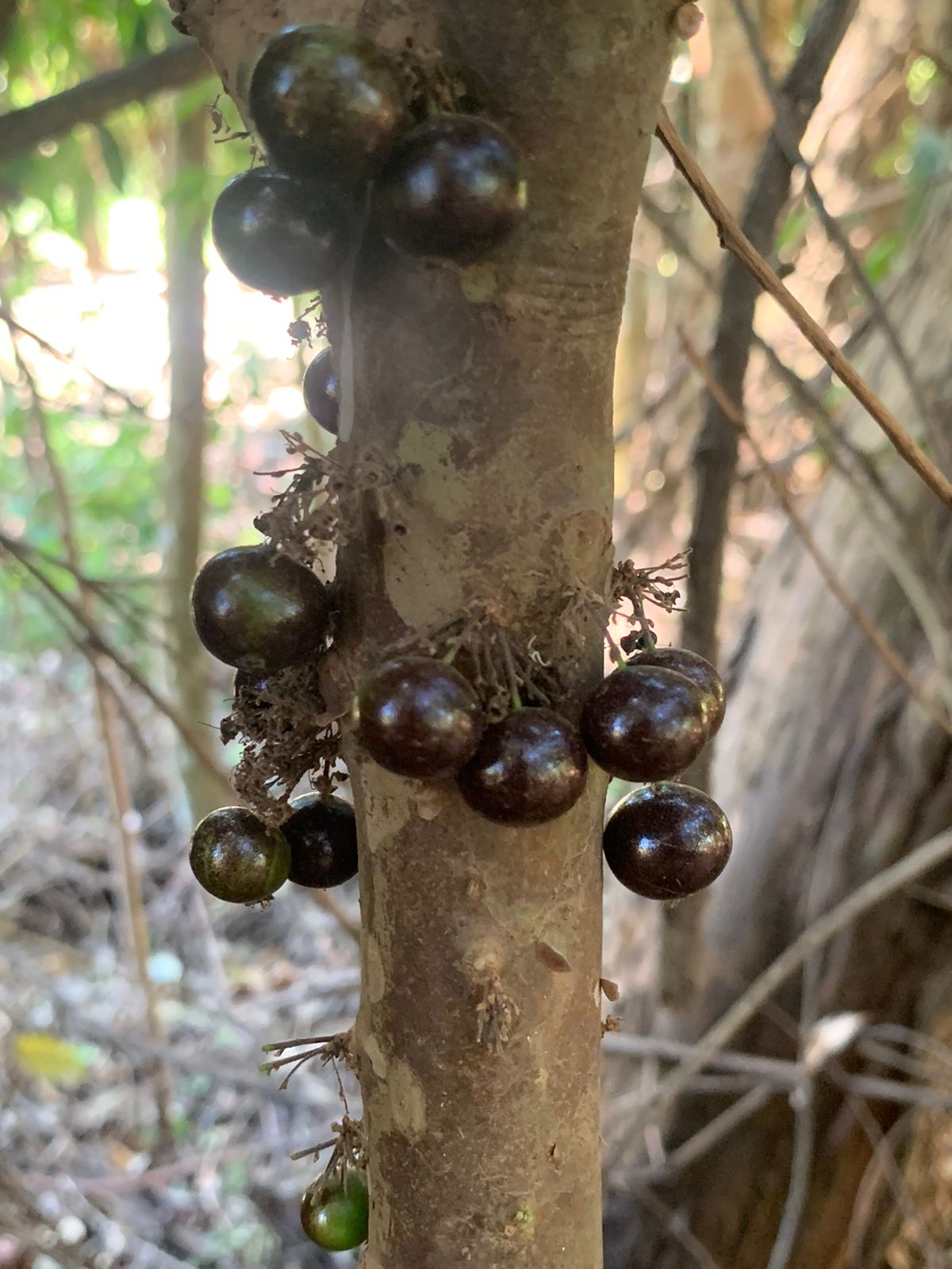 Plinia sp. "Paraiso" Jaboticaba