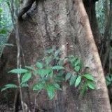 Parkia nitida