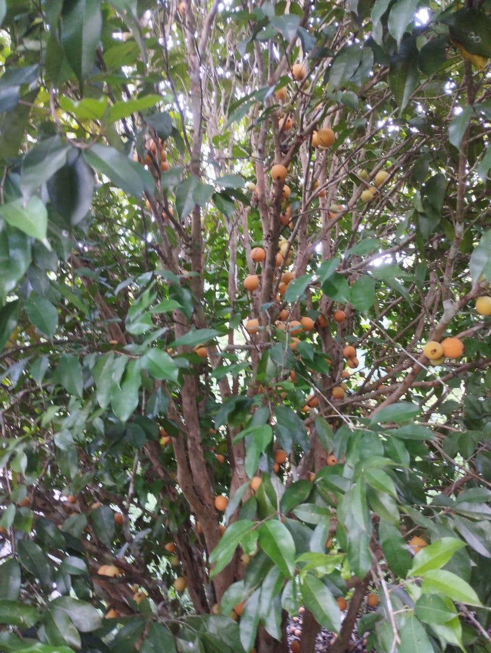 Plinia aff. clausa "Huitoto"