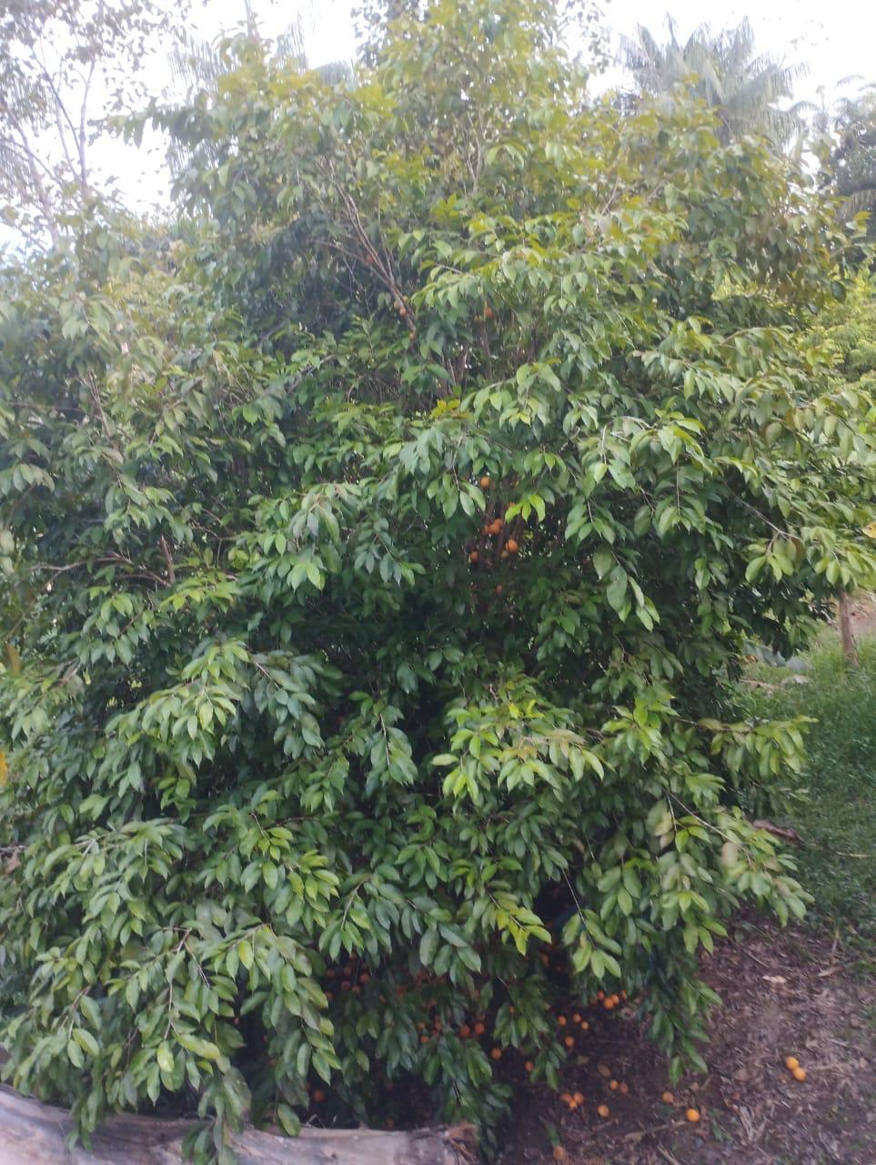 Plinia aff. clausa "Huitoto"