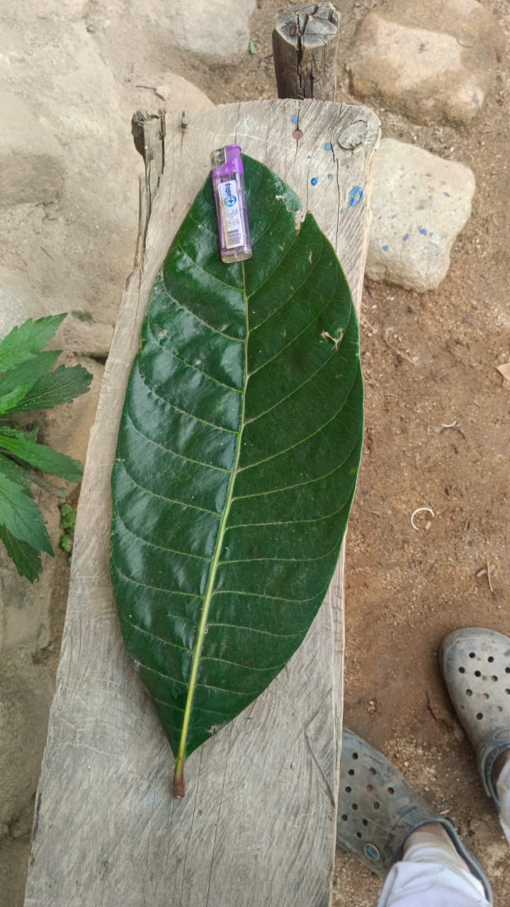Pouteria arguacoensium