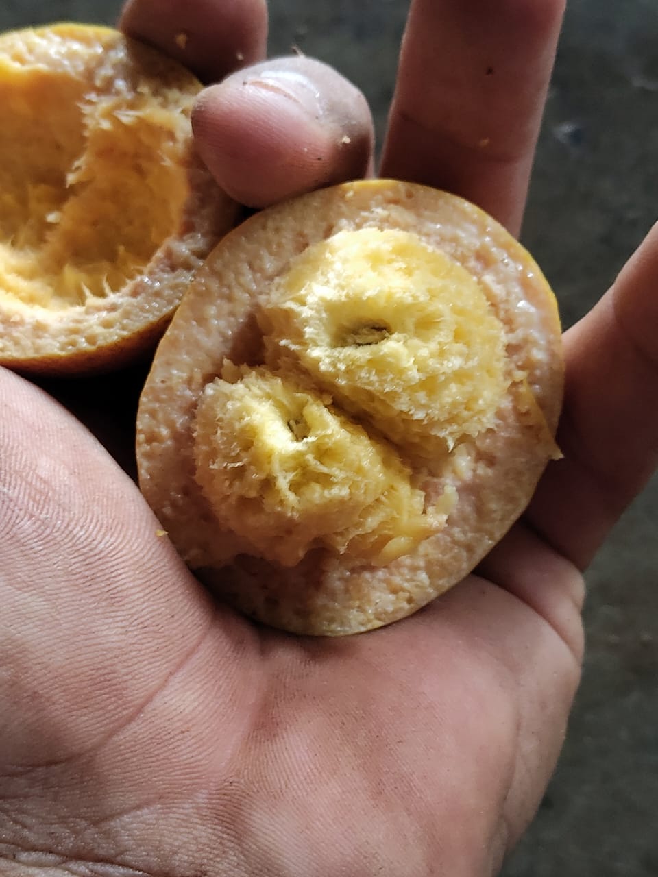 Pouteria glomerata subsp. "Caimitillo"