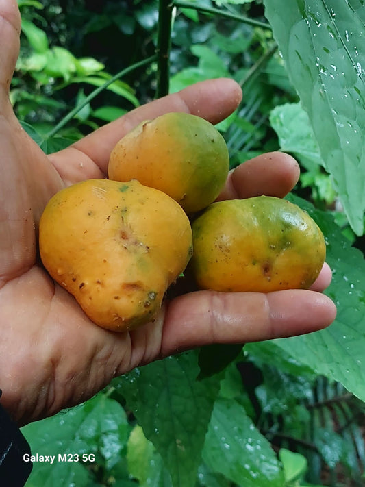 Pouteria sp. "Moela sapote"