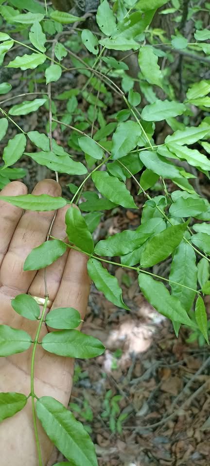Plinia sp. "Red Calyx"