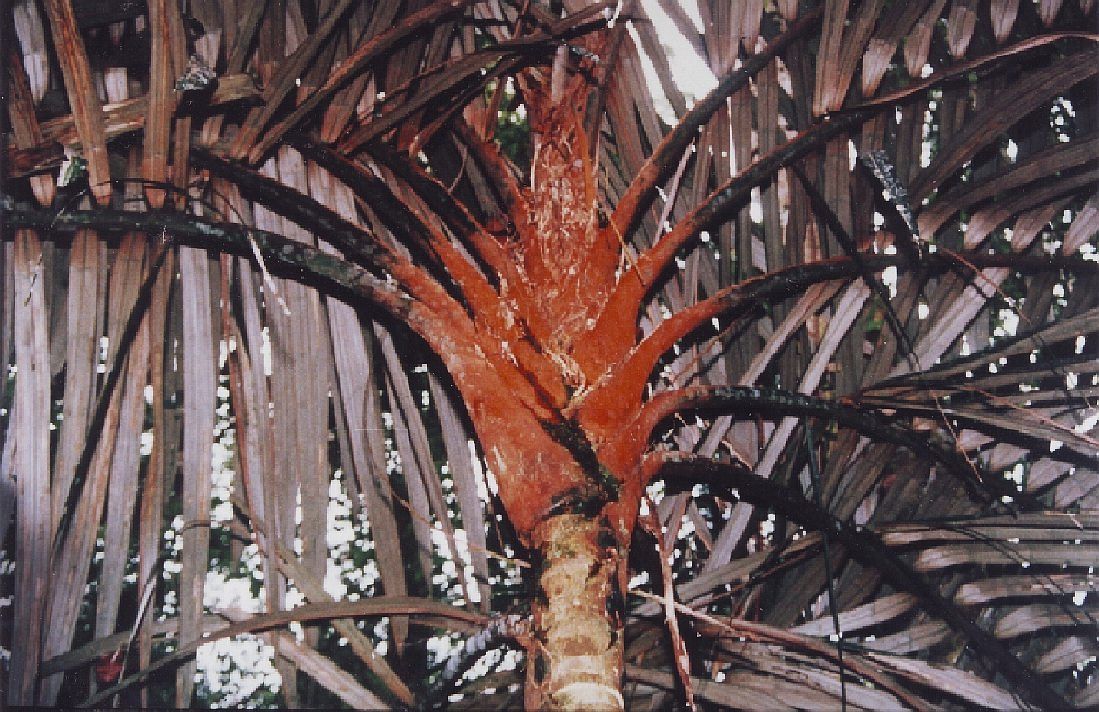 Orania sp. 'P.N.G.'