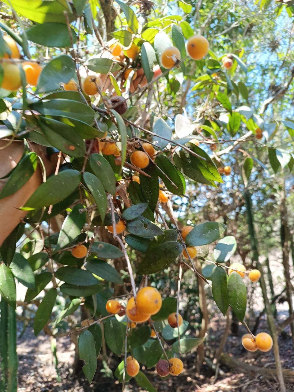 Myrciaria sp. "Rio Paraiba do Sul"