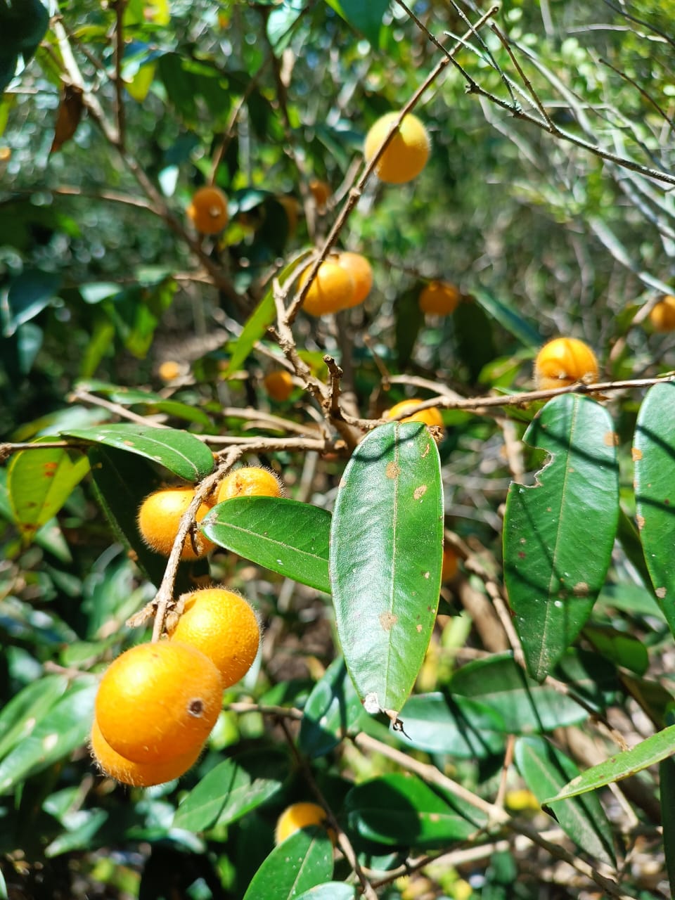 Myrciaria sp. "Rio Paraiba do Sul"