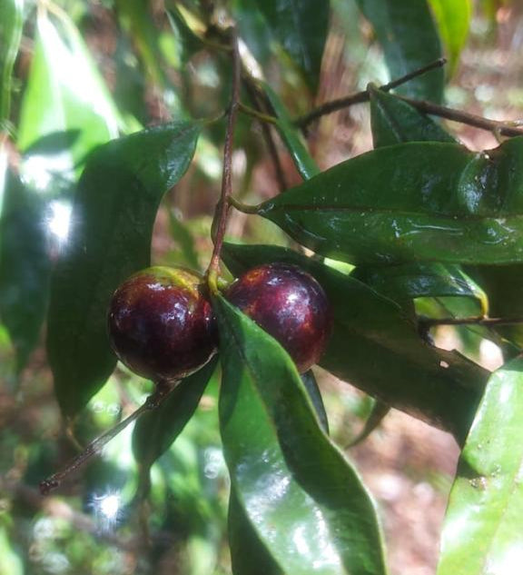 Eugenia aff. floribunda "Rusty Rumberry"