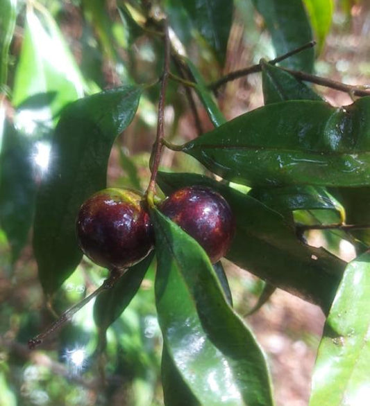 Eugenia aff. floribunda "Rusty Rumberry"