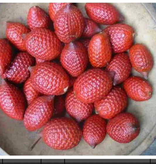 Salacca affinis var. "Sweet"