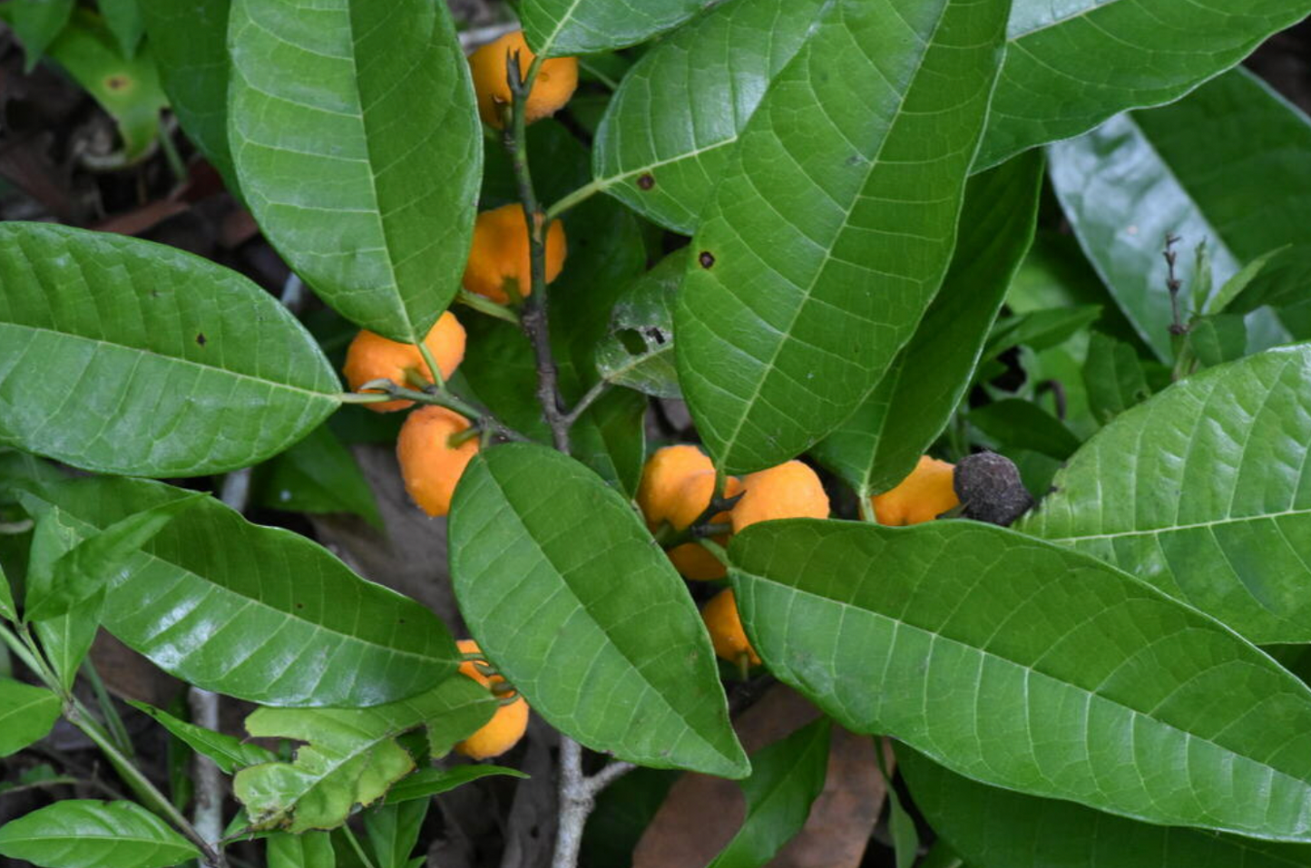 Brosimum lactescens