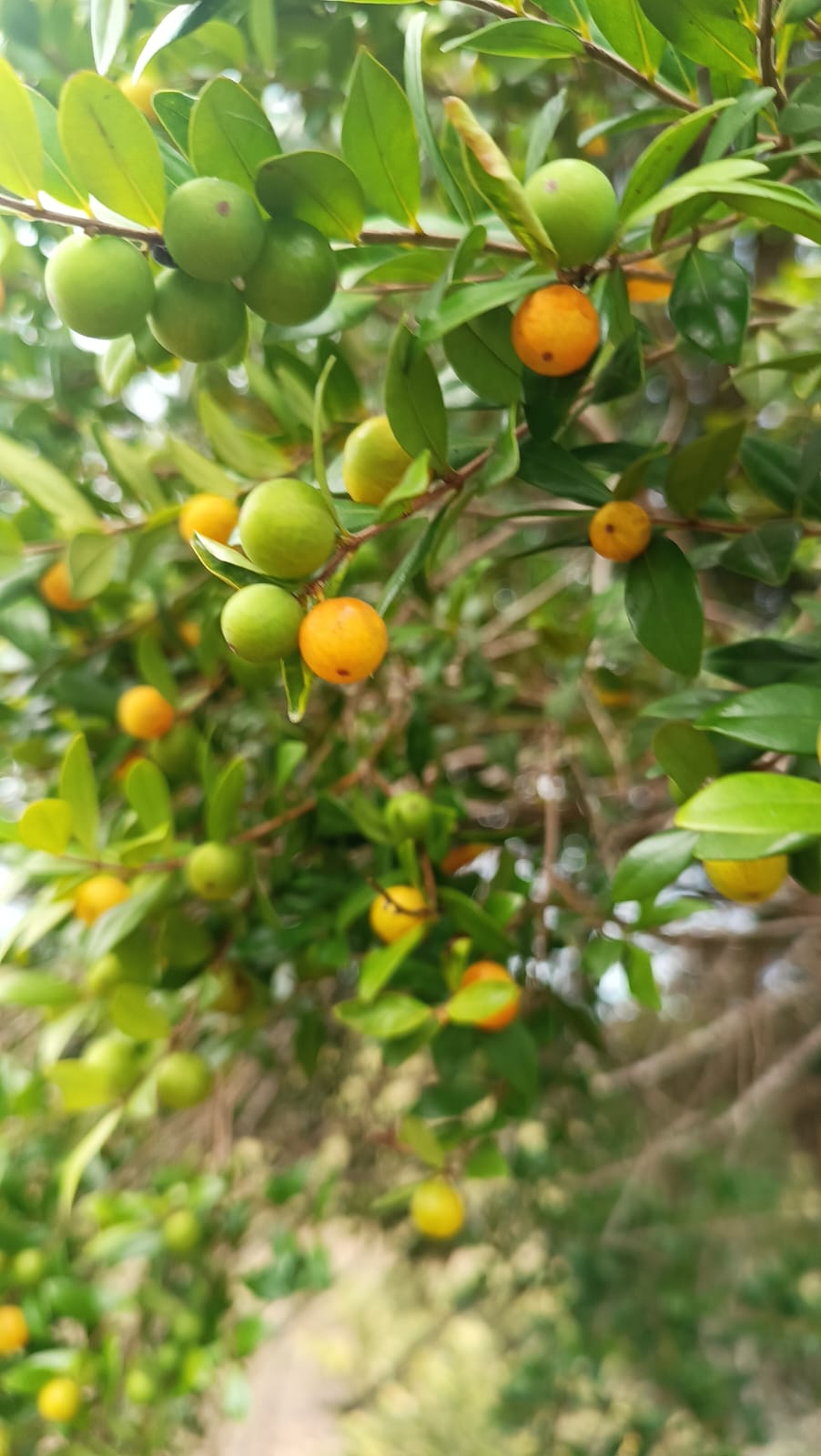 Myrciaria aff. cuspidata "Thunderbolt"