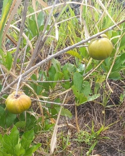 Pouteria grandiflora