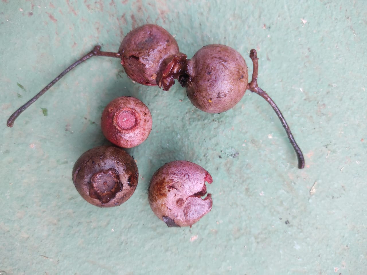 Campomanesia dichotoma