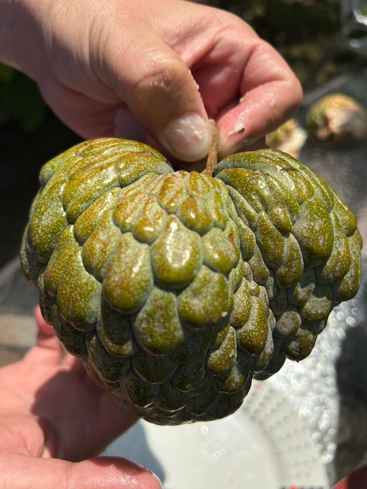 Annona reticulata "Blue Turkey Head"