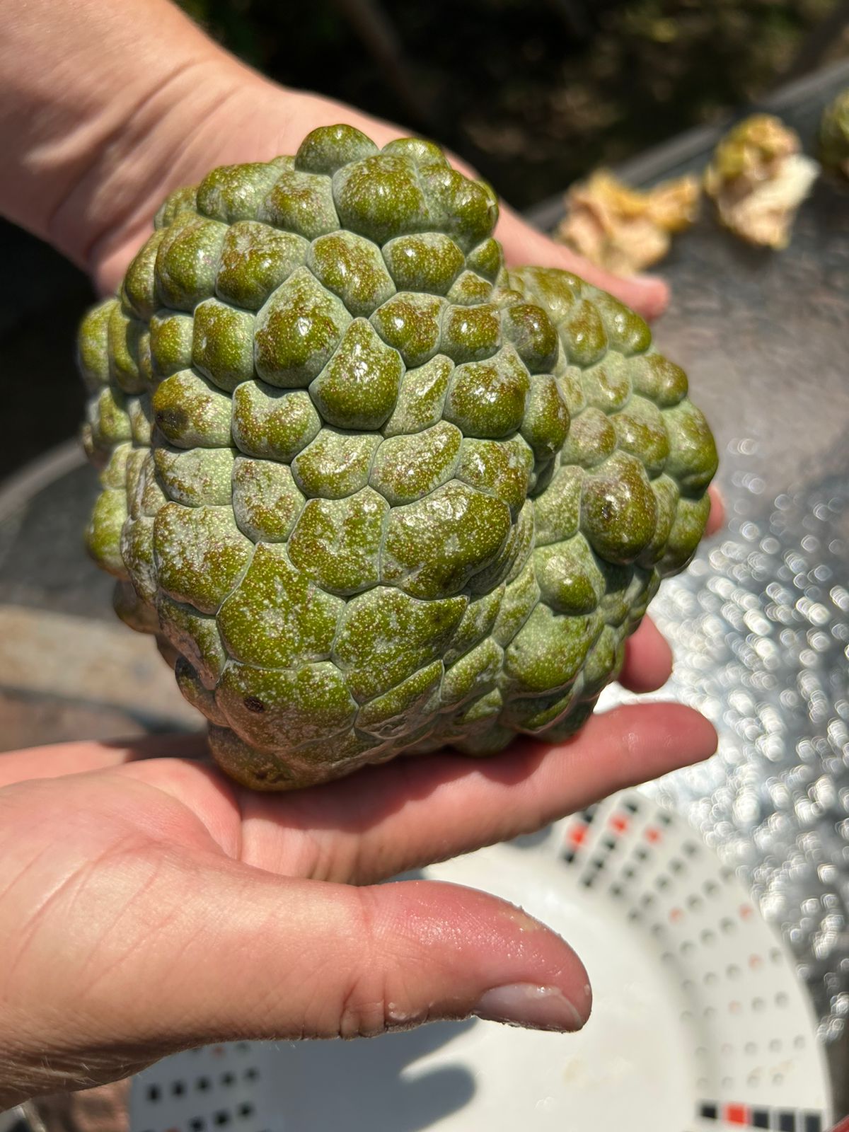 Annona reticulata "Blue Turkey Head"