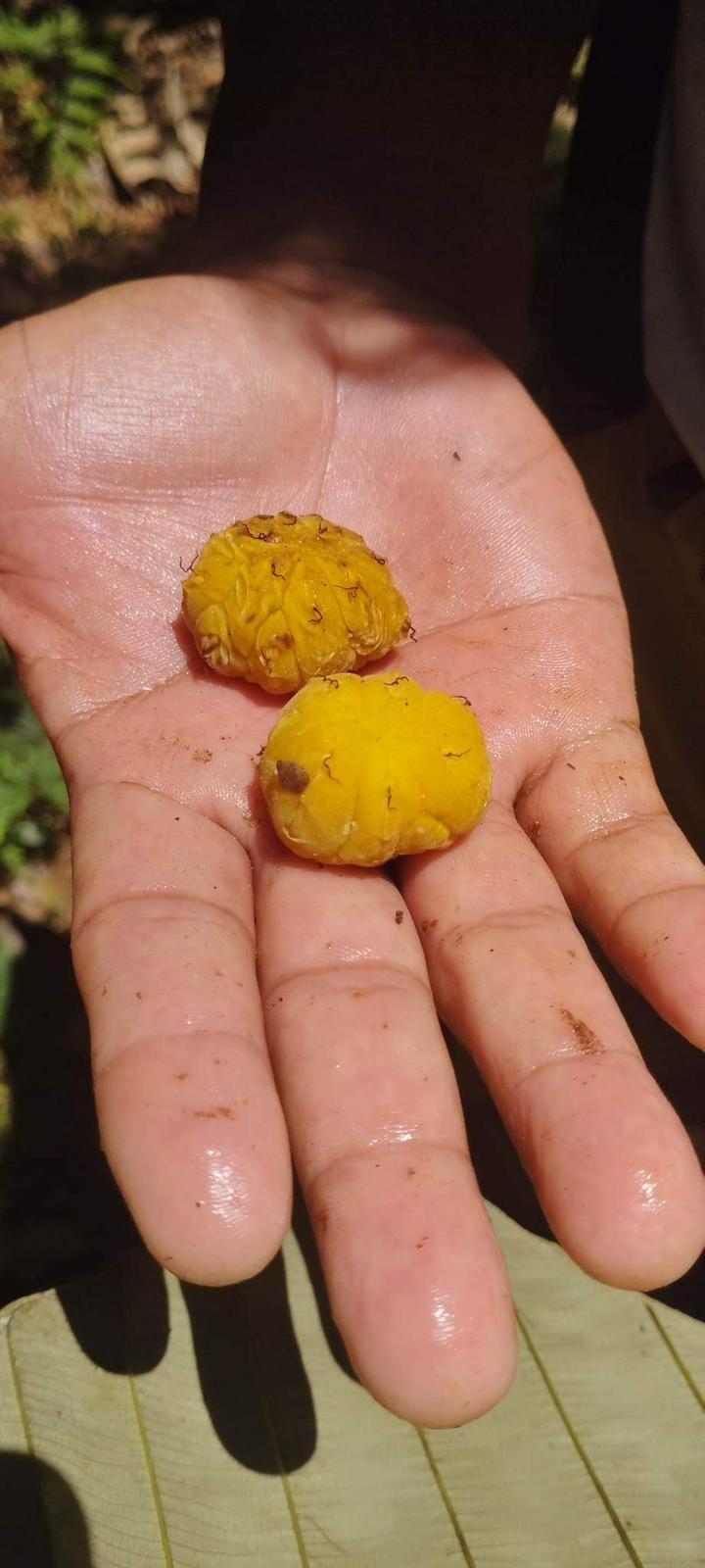 Brosimum lactescens