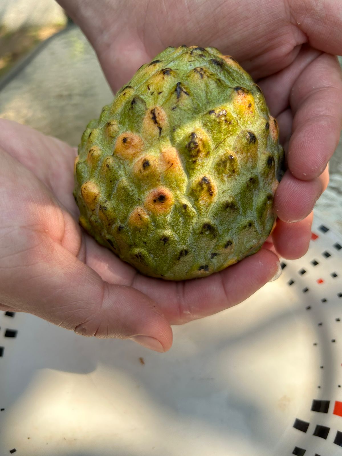 Annona reticulata "Scales"