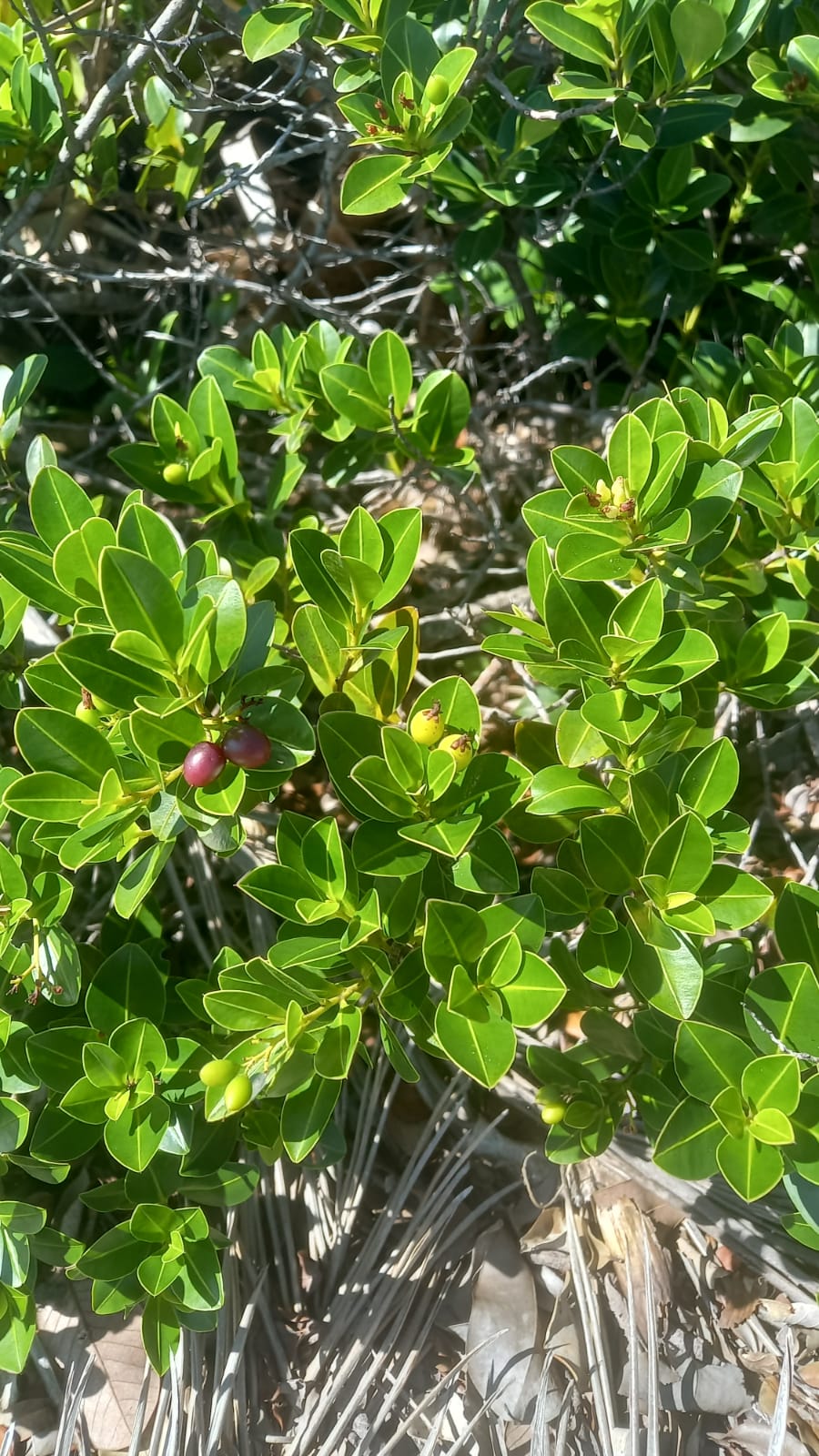 Humiria balsamifera