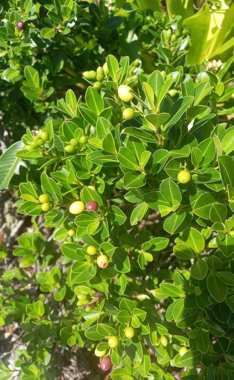 Humiria balsamifera