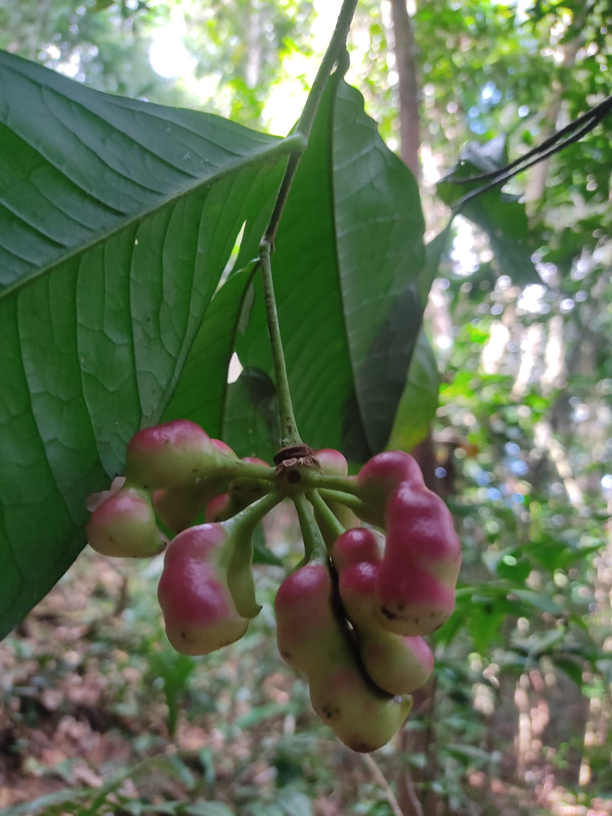 Cymbopetalum brasiliense