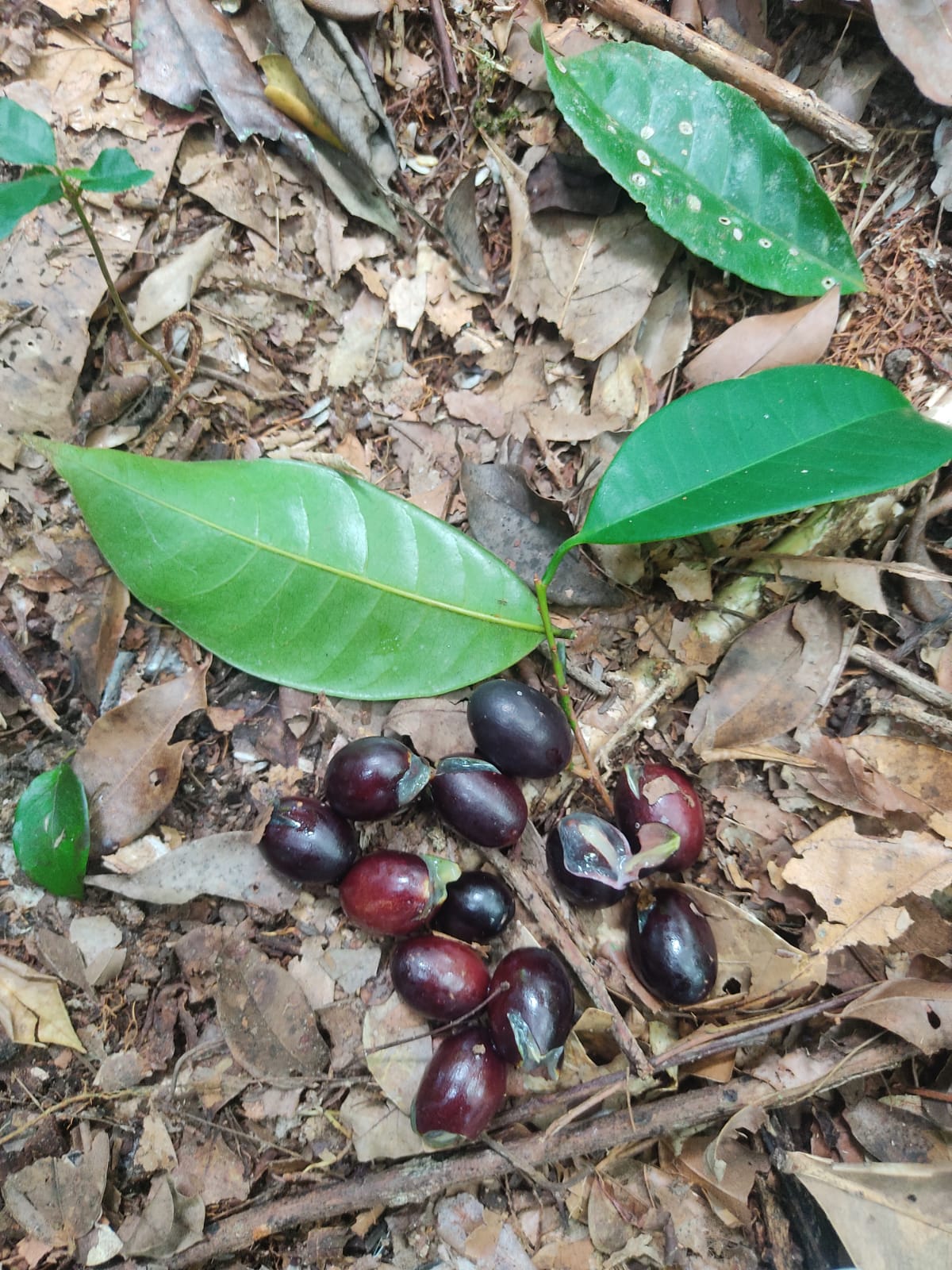 Pouteria Reticulata var. "Bahiensis"