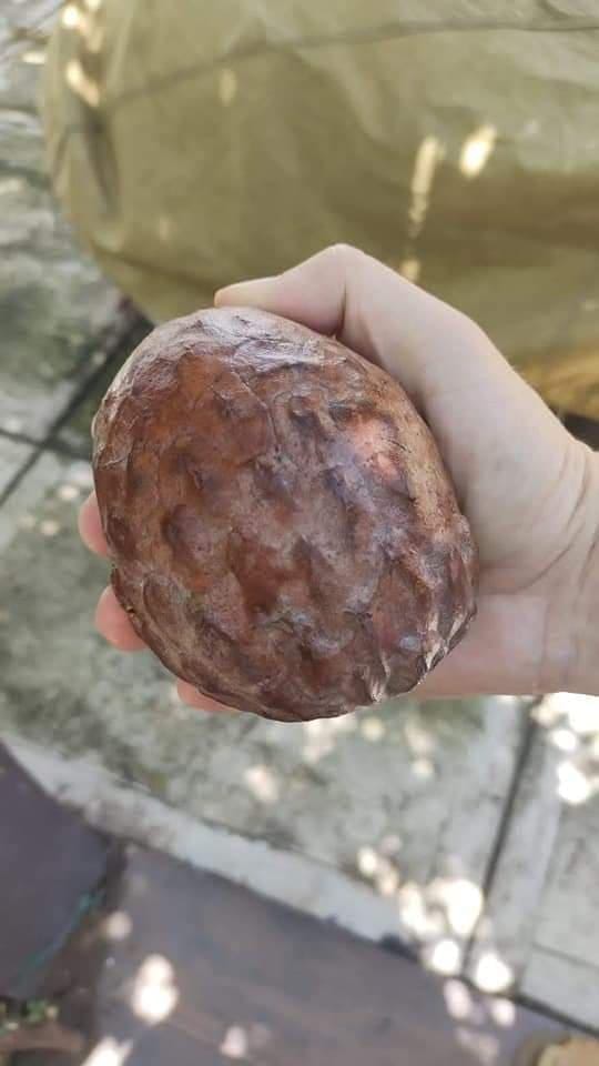 Annona macroprophyllata "Rosa de Piel Roja"
