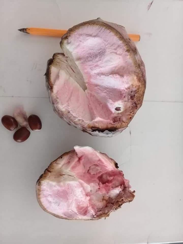 Annona macroprophyllata "Rosa de Piel Roja"