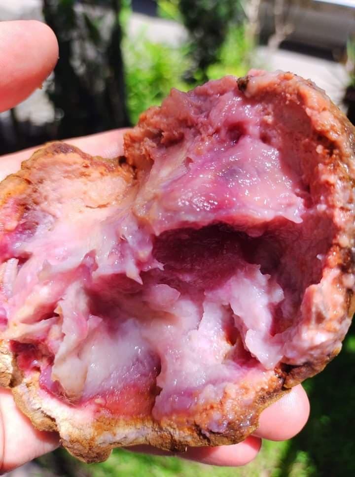 Annona macroprophyllata "Morada"