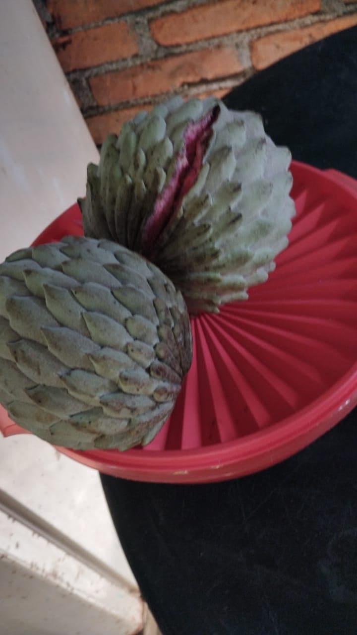 Annona macroprophyllata "Escala Rosa"