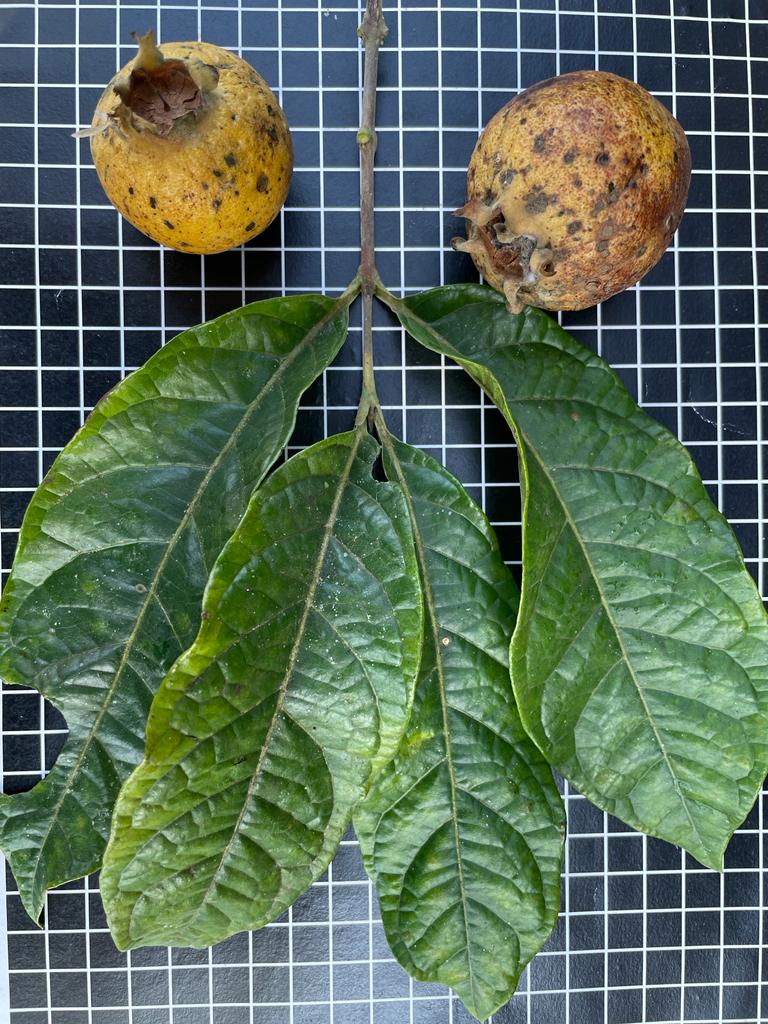 Campomanesia laurifolia "Serra dos Órgãos"