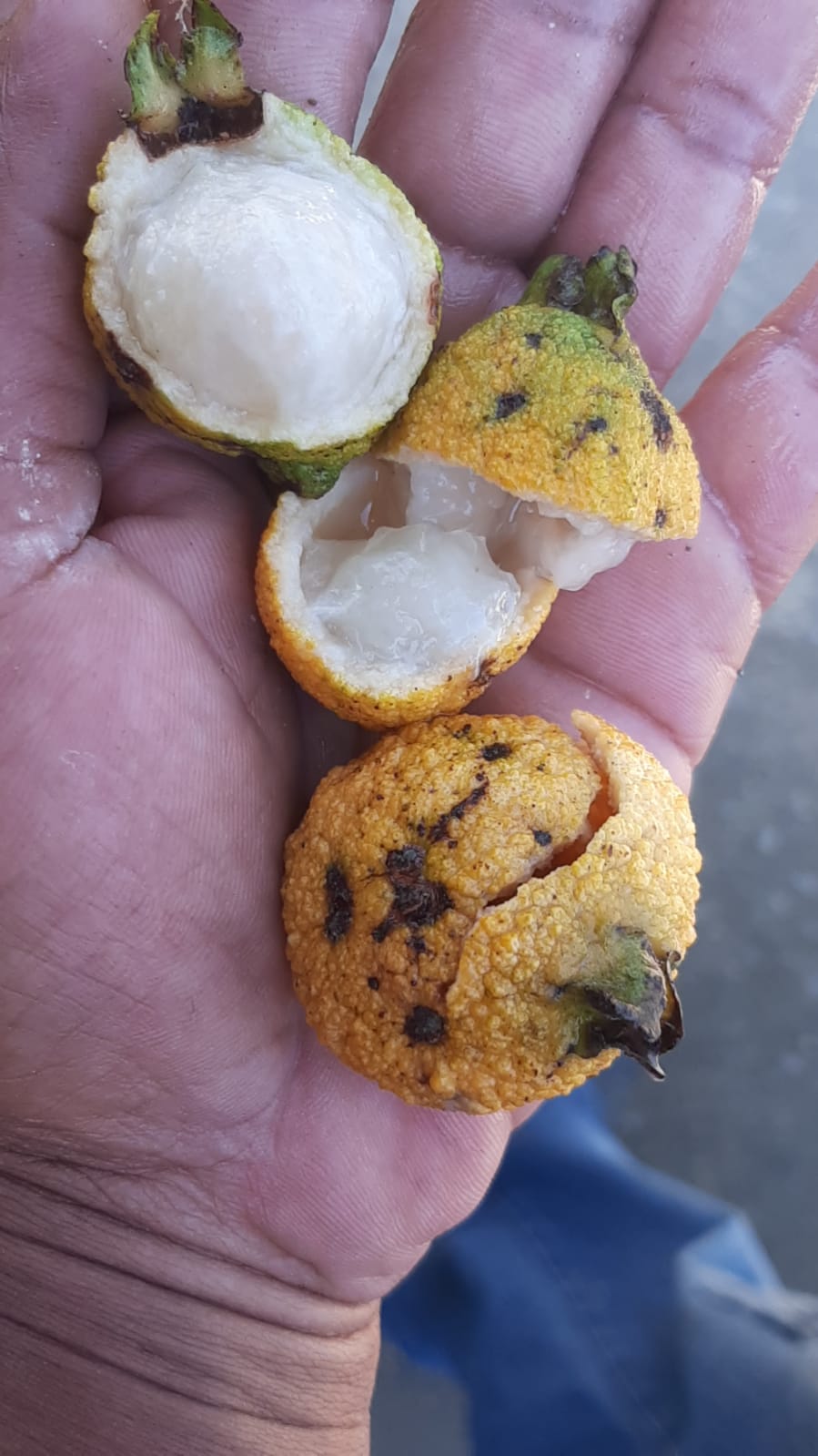 Campomanesia laurifolia "Rio Doce"