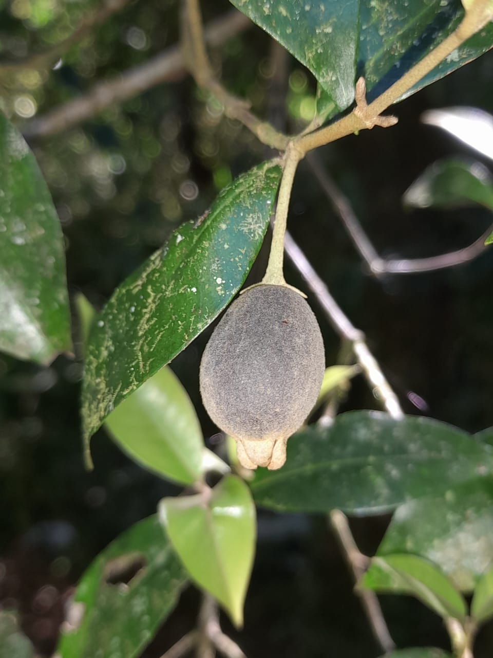 Myrceugenia myrcioides 'Roxa'