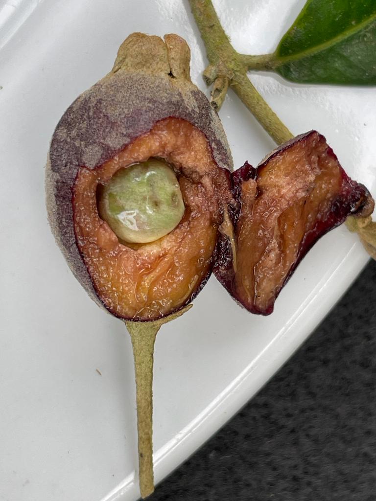 Myrceugenia myrcioides 'Roxa'