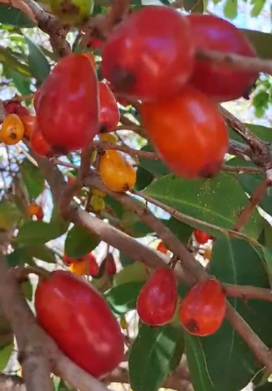 Eugenia sp. "Goiás"