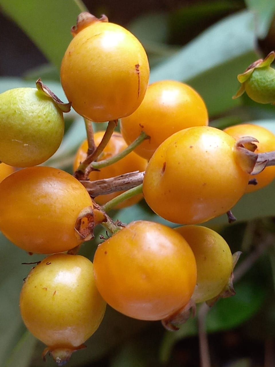 Eugenia sp. "Amarela pequeno"